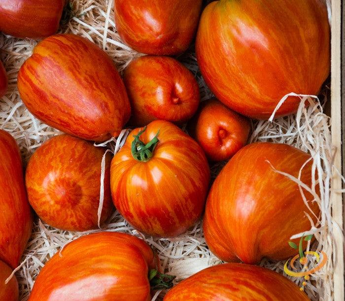 High quality heirloom organic Tomato Tigerella tomatoes with distinctive red and orange stripes in a wooden crate with straw bedding
