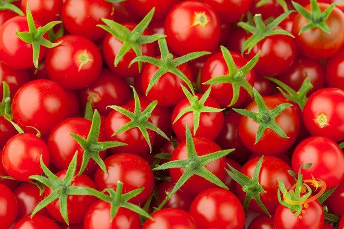 Close-up of bright red Tomato Tiny Tim cherry tomatoes with green stems