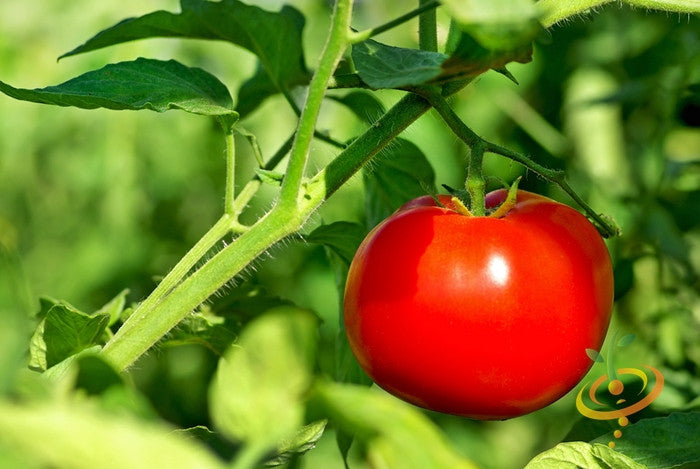 VR Moscow Tomato ripe red fruit on vine with green leaves in garden