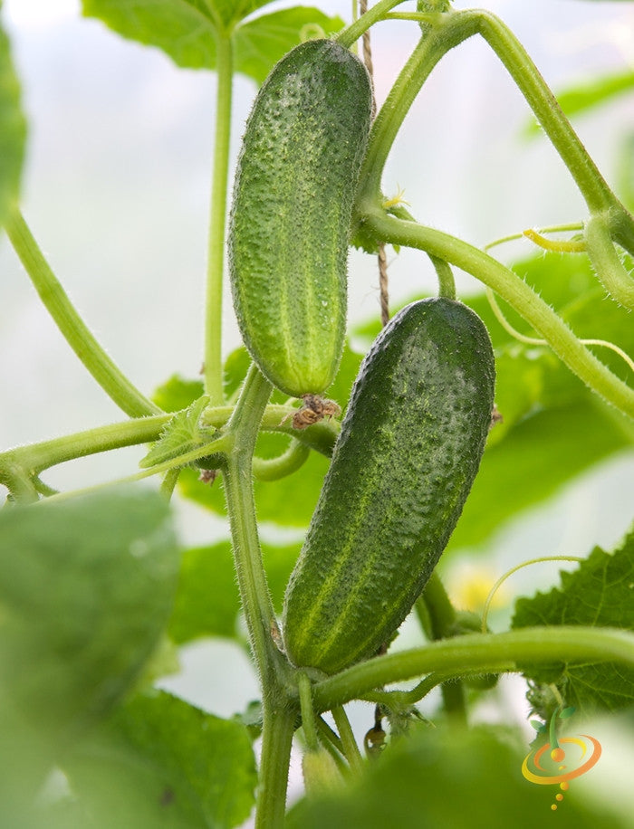 Close-up of Space Master cucumber variety growing on vine with green leaves
