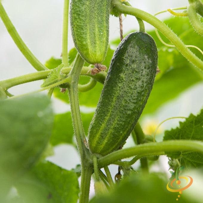 Close-up of Space Master cucumber plant with green cucumbers and leaves growing on vines
