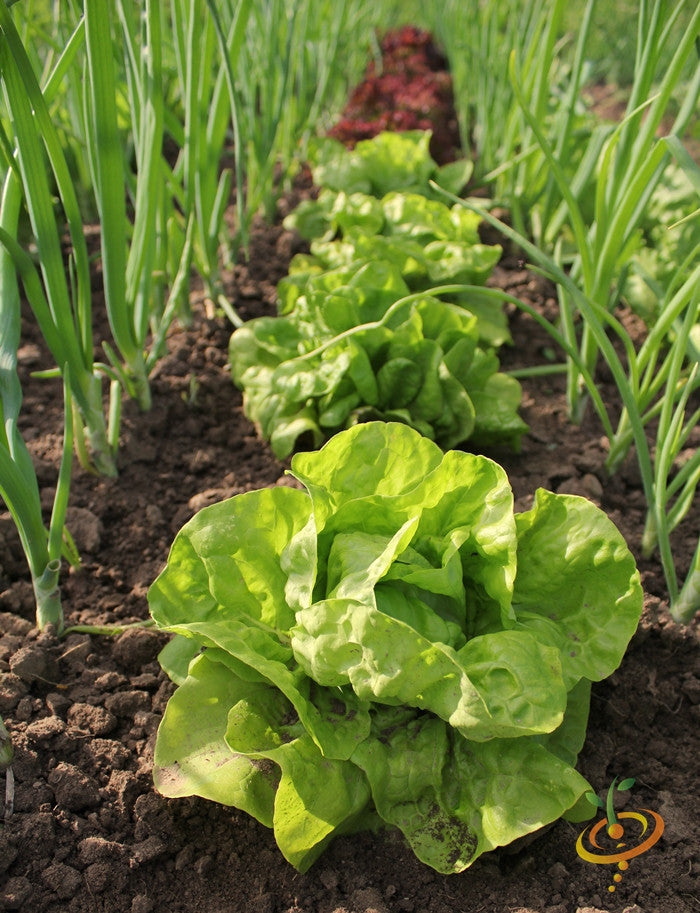 All Year Round Butterhead lettuce growing in soil row with green onions on both sides