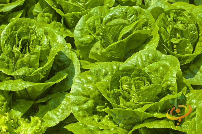 Fresh winter density lettuce from SeedsNow, vibrant green leafy vegetable with crisp leaves, ideal for cold-season salads.