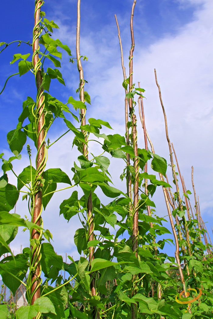 Kentucky Wonder Brown seeds pole bean plants climbing bamboo poles against blue sky