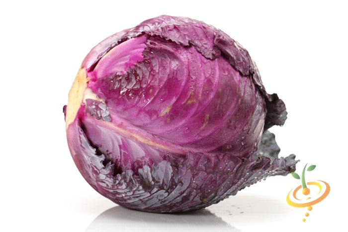 Mammoth Red Rock cabbage with deep red leaves on white background