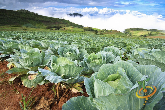Field of all-season cabbage plants growing under clear sky on fertile soil