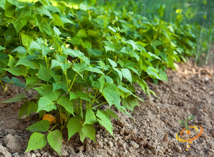 Bush bean seeds labeled Provider by SeedsNow, showing healthy green beans and seed packets on a wooden surface.