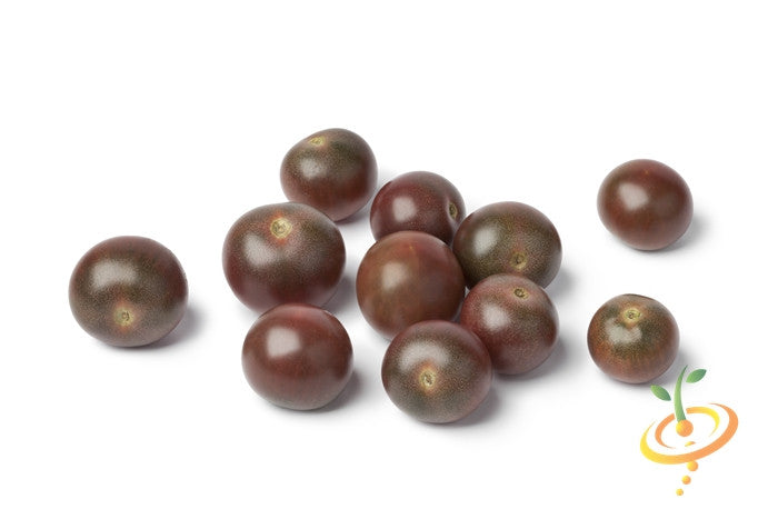 Cherry chocolate tomato seeds from SeedsNow, indeterminate variety, with vibrant small cherry tomatoes on the vine.