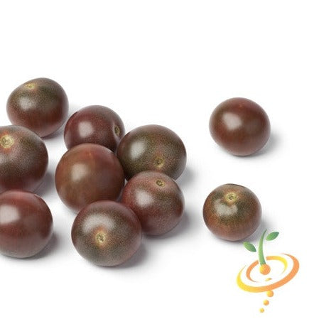 Chocolate Cherry Tomato Seeds | Sweet Indeterminate Trellis Variety