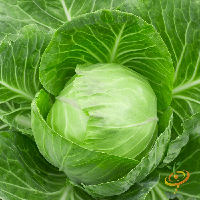 Shop Golden Acre Cabbage seeds to order online in the USA. Cold-hardy, 5-6" round heads. Open-pollinated OP, USA-quality, Heirloom, NON-GMO organic seeds & more!