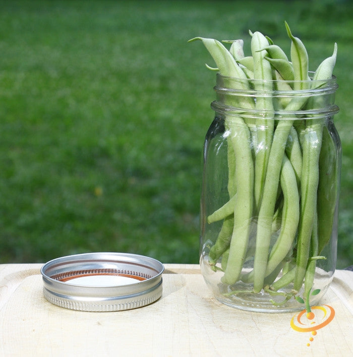 Green bush bean plant with lush foliage, growing with Contender bush bean seeds from SeedsNow.