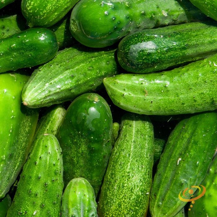 National Pickling seeds cucumbers fresh green pickling cucumbers with black spines