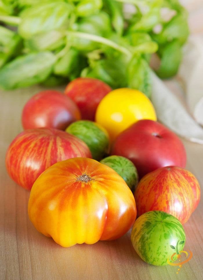 Heritage Rainbow Mix indeterminate tomato seeds from SeedsNow, showing colorful ripe tomatoes on the vine.