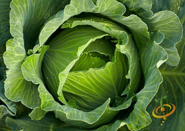 Fresh green all-season cabbage head with dewdrops on leaves in garden