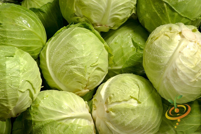 Fresh green Copenhagen cabbage from SeedsNow, showing leafy, rounded cabbage heads on a garden bed.