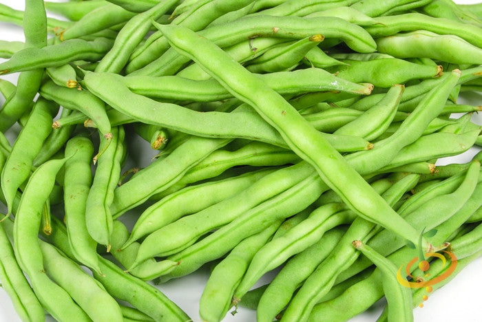 Fresh Kentucky Wonder Brown-seeded pole beans with bright green 8-inch pods