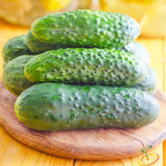 Fresh Homemade Pickles cucumbers stacked on wooden board for pickling