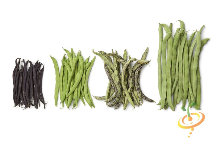 Pole bean Rattlesnake seeds from SeedsNow showing vibrant green and purple beans growing on a sturdy plant.
