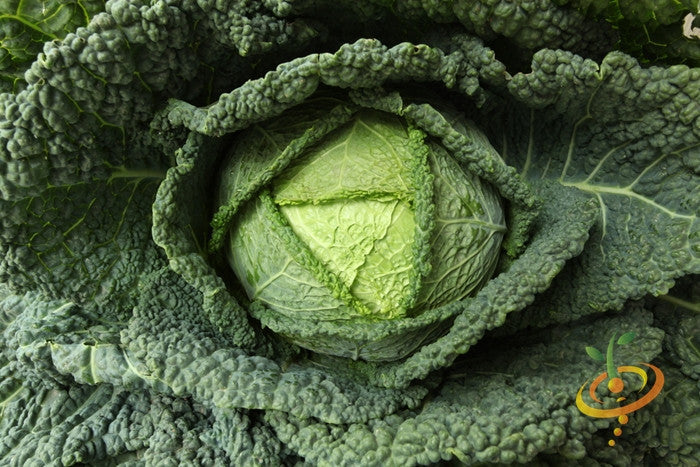 Close-up of a green Savoy Perfection cabbage with wrinkled leaves growing in a garden