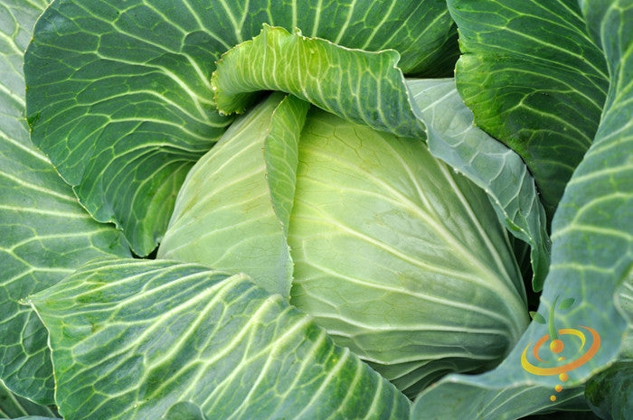 Close-up of a fresh green cabbage head grown from all season seeds in a vegetable garden