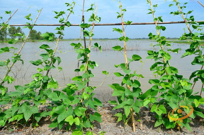 Kentucky Wonder Brown-seeded pole bean plants growing on stakes by water