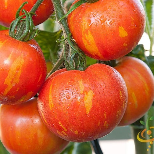 Tomato Mr. Stripey Seeds | Indeterminate Large Fruit Tomato | SeedsNow
