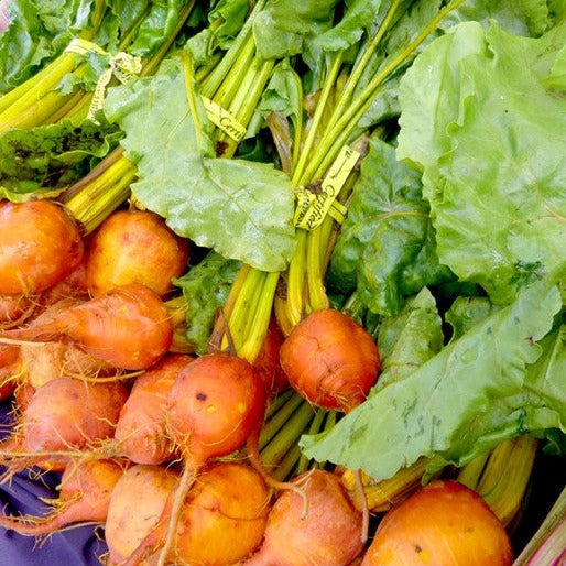 Fresh harvested golden Detroit beets with green leafy tops bundled together