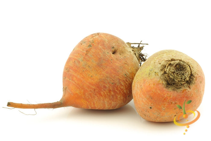 Golden Detroit beets with round orange roots on white background