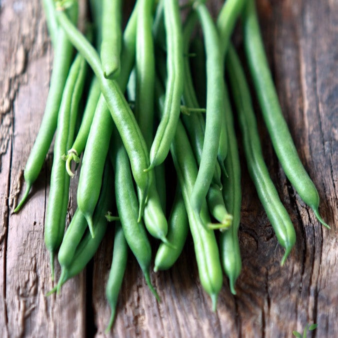 Buy Kentucky Wonder Brown pole bean seeds for sale in the USA. Stringless 8" pods, flavorful beans. USA-quality heirloom organic non-GMO seeds for organic gardens!