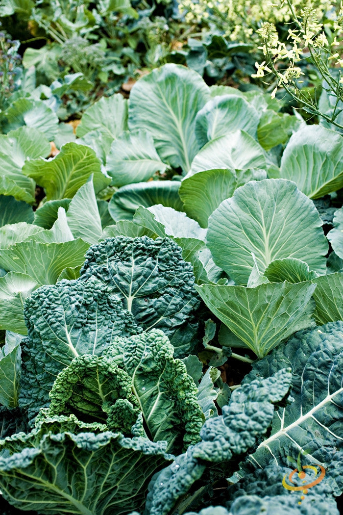 Close-up of Morris Heading collard seed packets from SeedsNow, showcasing vibrant green collard leaves and seed details.