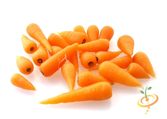 Fresh bright orange Chantenay carrots, 5-inch long, on white background for seeds packaging
