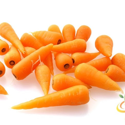 Fresh bright orange Chantenay carrots 5 inches long suitable for home and market gardens