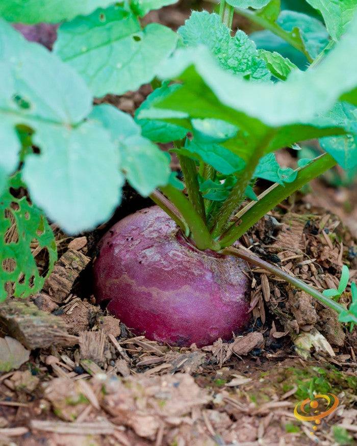Close-up of a Boltardy Beet growing in soil with green leaves above reddish root vegetable