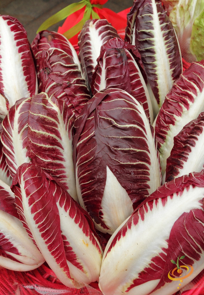 Close-up of Chicory Verona red cabbage-like heads with deep red and white leaves, fresh and vibrant.