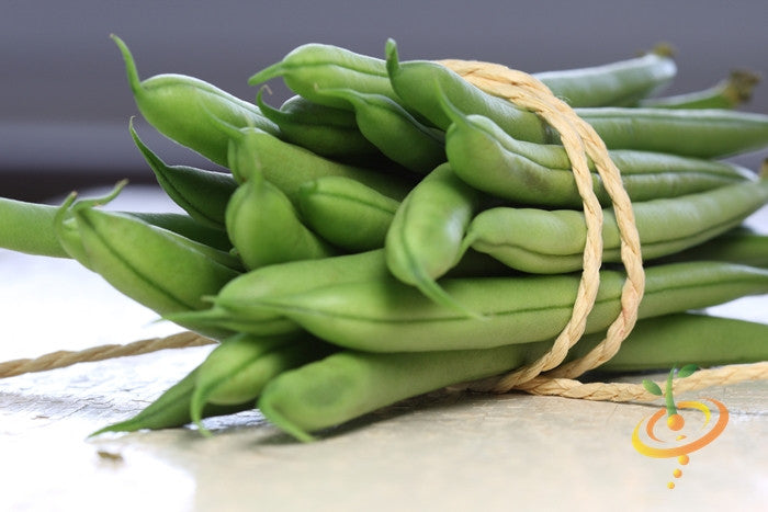 Blue Lake bush bean seeds from SeedsNow, small green seeds ideal for planting bush bean crops.
