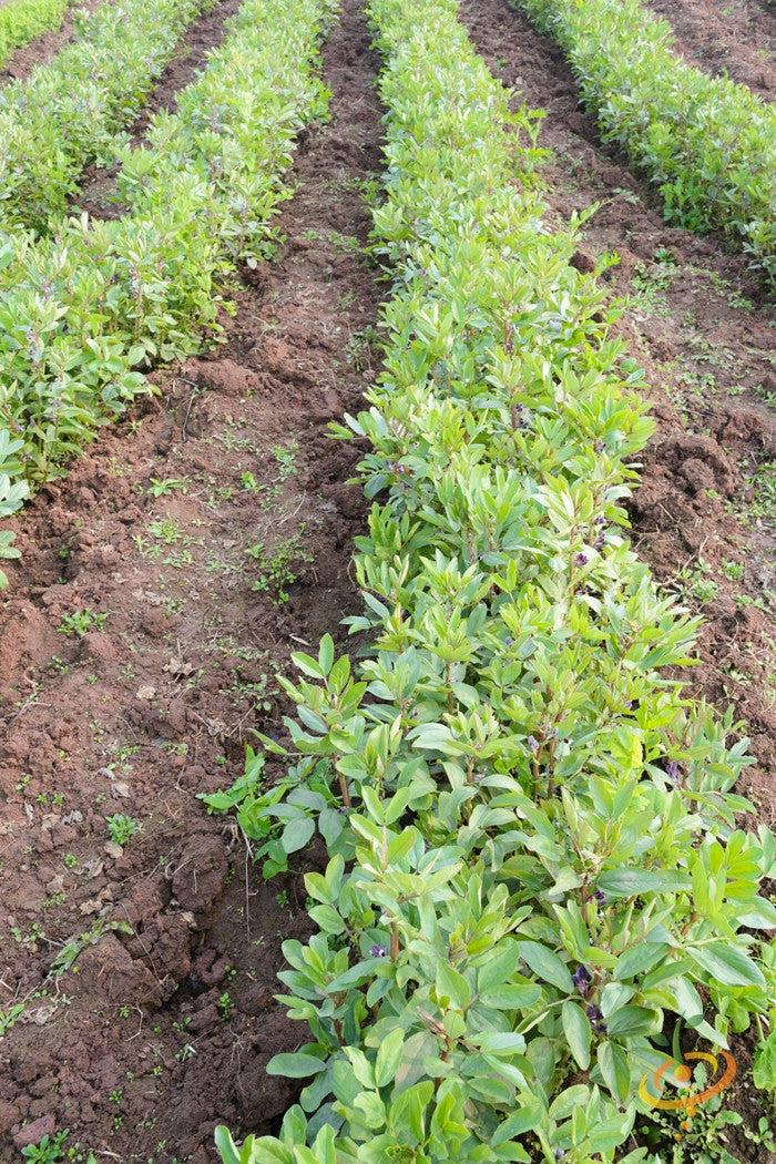 Lima bean, Bush variety from Henderson seeds, fresh green beans with smooth texture, ideal for cooking or planting.