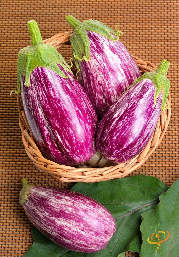 Pandora Striped eggplant seeds producing striped purple and white teardrop-shaped eggplants in a basket