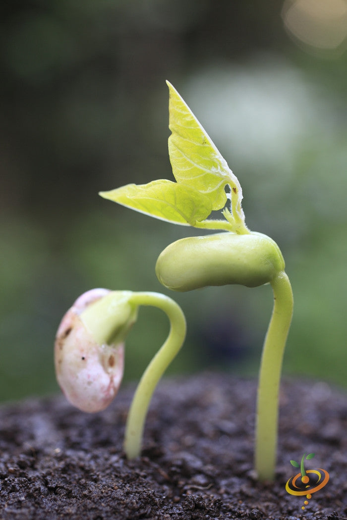 Bush Borlotti bean seeds from SeedsNow, showing mature reddish-brown beans in a natural plant setting.