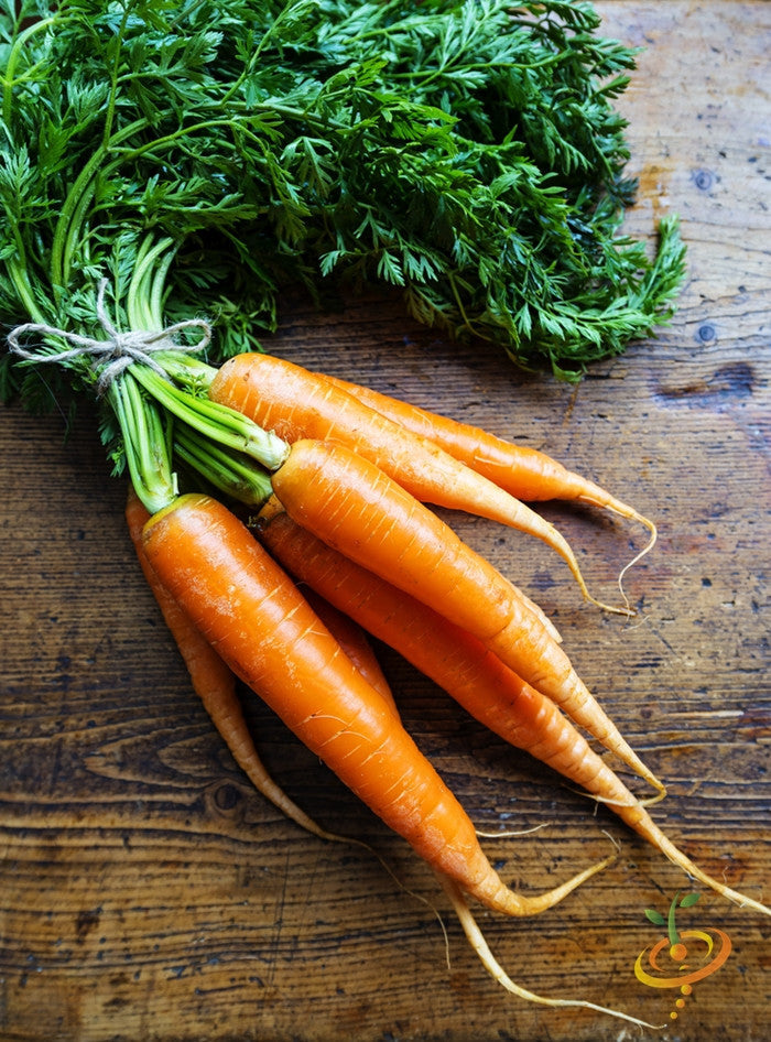 Fresh Danvers carrot seeds from SeedsNow, 7 inches long, ready for planting in garden or farm.