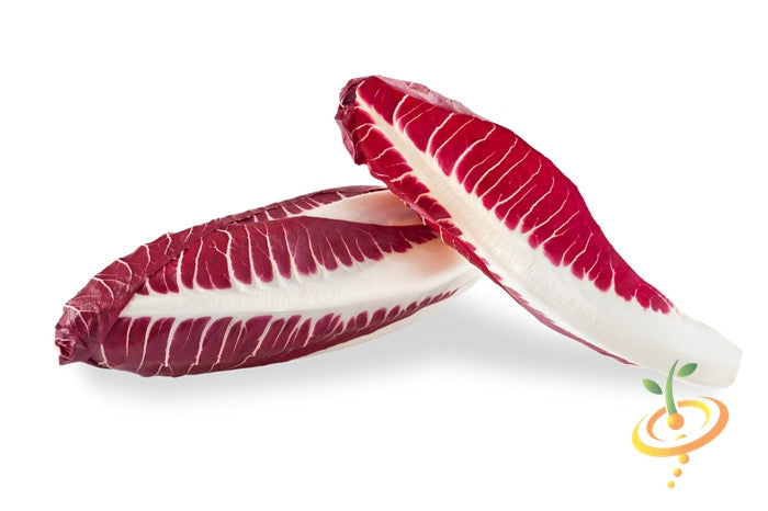 Verona red chicory leaves with white veins on white background