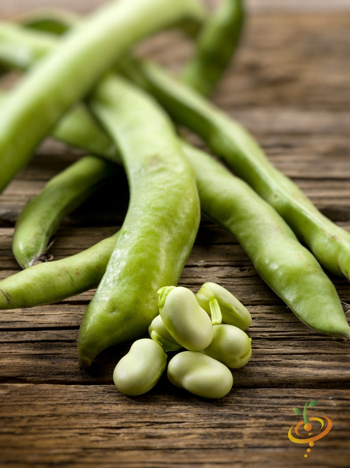 Fava bean seeds from SeedsNow, broad Windsor variety, showing fresh green beans with smooth surfaces and vibrant color.