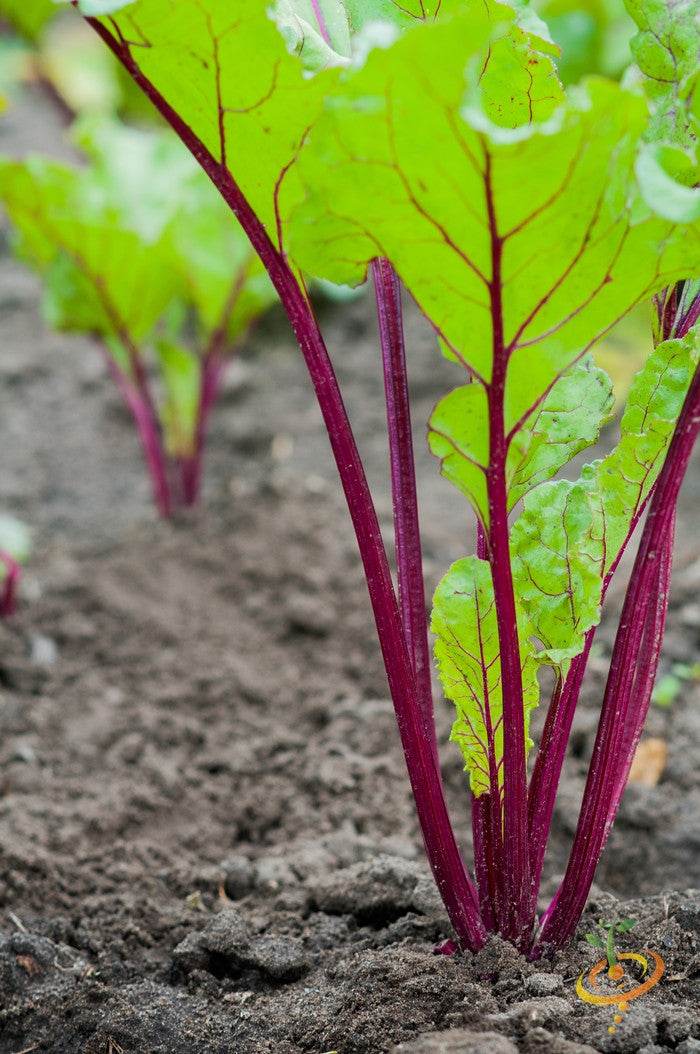 Young Boltardy beet plants with vibrant red stems and green leaves growing in soil