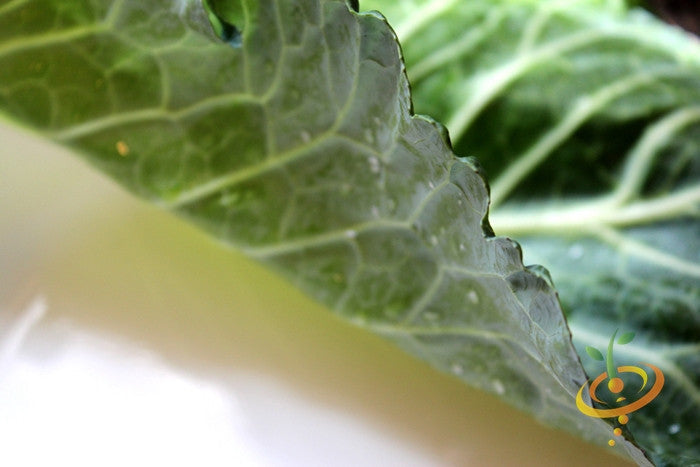 Fresh green Morris Heading collard plant from SeedsNow, showcasing vibrant leaves and healthy growth.