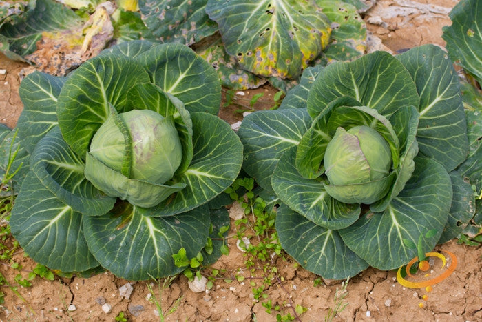 Green Danish Ballhead cabbage heads growing in soil with broad green leaves and some damaged outer leaves visible