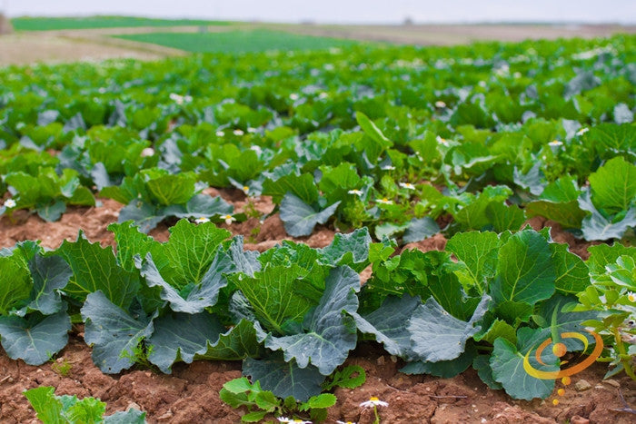 Field of green Danish Ballhead cabbage plants growing in soil under a clear sky