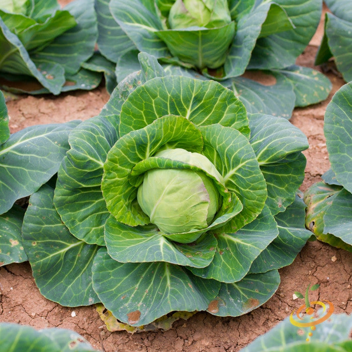 Buy Danish Ballhead Cabbage seeds to order online in the USA. Grows well in winter, large, tender heads. Open-pollinated Heirloom NON-GMO organic garden seeds & more