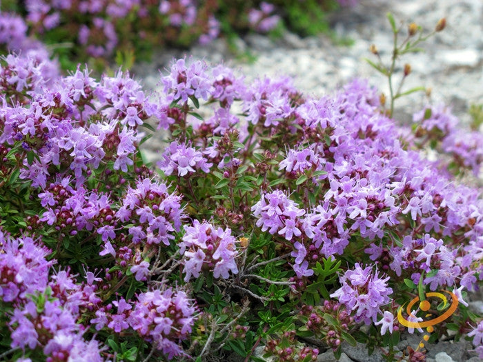 Close-up of blooming thyme plant with small purple flowers and green leaves in garden setting