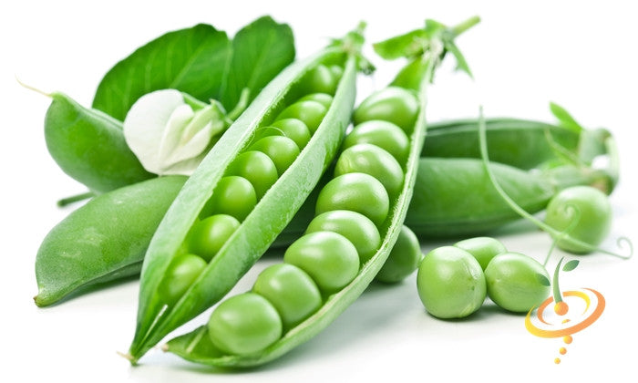 Close-up of fresh green pea pods with Little Marvel seeds on white background