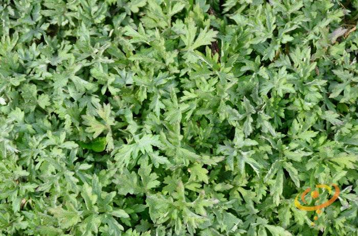 Close-up of green wormwood plant leaves, Artemisia absinthium, in a dense garden setting