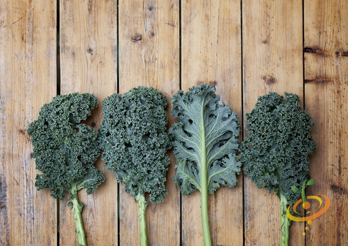 Blue Curled Scotch kale leaves with curled blue-green texture on wooden background